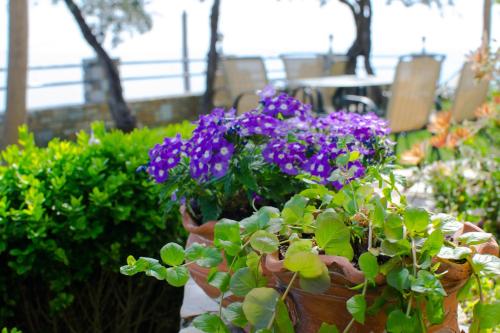 a pot filled with purple flowers in a garden at Guesthouse Enastron in Chorefto