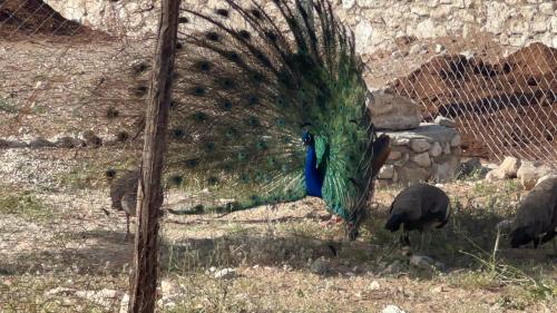 a peacock with its feathers out in a cage at Romantic Best View - Saïss Bay Estate - Coco Green in Sidi Kaouki