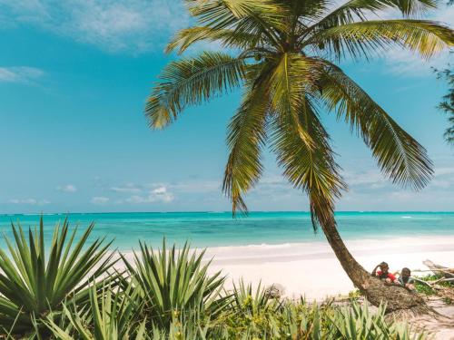 a palm tree on a beach with the ocean at Shanuo Beach Bungalows in Michamvi