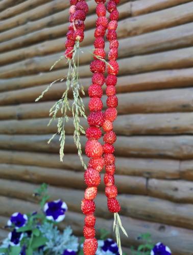 a bunch of red berries hanging from a plant at Šilas in Degučiai
