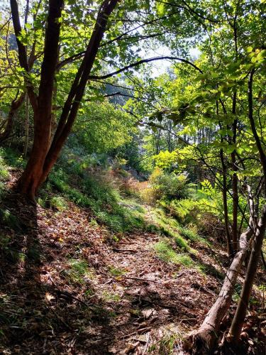 a dirt trail in a wooded area with trees at La Casa nel Bosco BeB in Bee