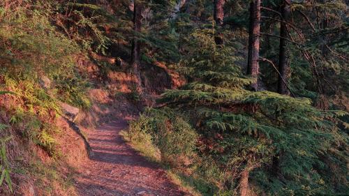 a dirt path in a forest with trees at Himalayan Horizon Deohari in Sainj