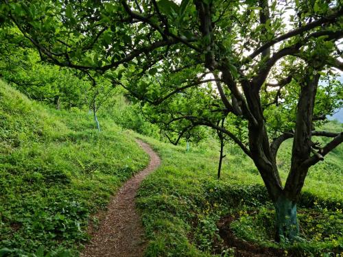 a trail through a field with a tree at Himalayan Horizon Deohari in Sainj