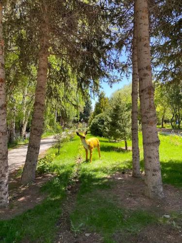 Zahrada ubytování Квартира студия в Raduga West