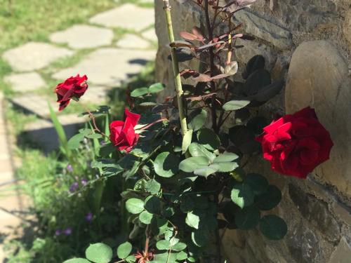 a group of red roses on a stone wall at Gogo Moustache Guest House in Përmet