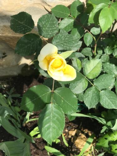 a yellow flower on a plant with green leaves at Gogo Moustache Guest House in Përmet