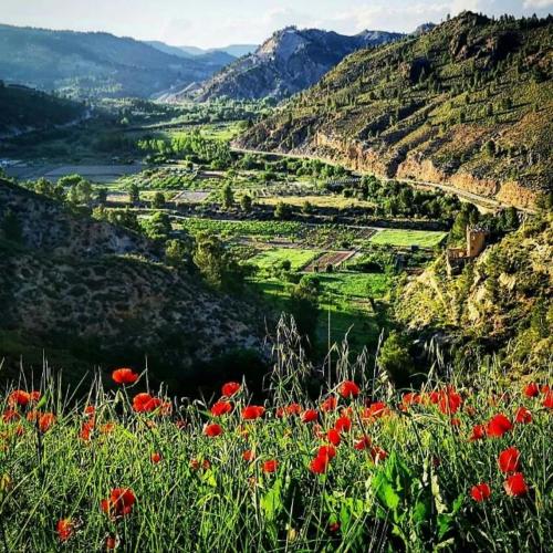 a view of a valley with red flowers on a hill at Aer Rural Apartment - Casillas Valle de Ayora in Jalance