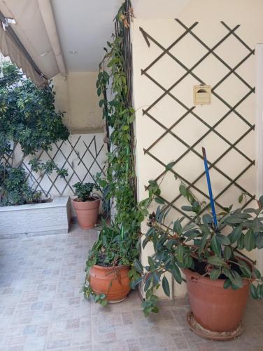 a group of potted plants sitting next to a wall at Garden studio in Piraeus