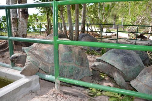 a group of three turtles in a zoo at Villa Chez Batista in Takamaka