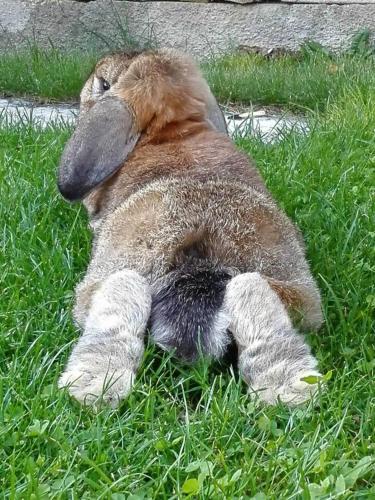 a brown stuffed animal laying in the grass at Il nido del pettirosso in Enego