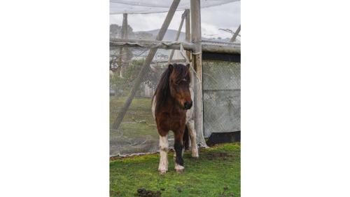 a brown and white horse standing in the grass at The Junction by Tiny Away in Yarra Junction