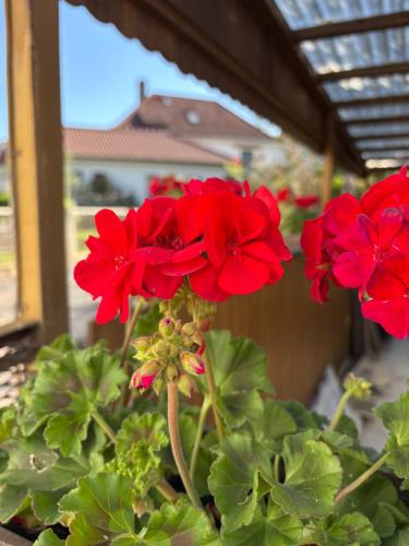 a group of red flowers in a garden at Haus Hannah in Meiningen