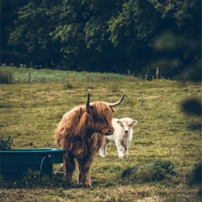 deux animaux debout dans un champ dans l'établissement Domaine La Ville Suzanne, à La Celle-sous-Gouzon