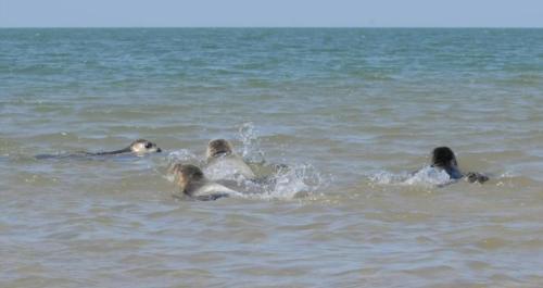 a group of ducks swimming in the water at Zeeuwse Landhoeve Safaritent in Brouwershaven