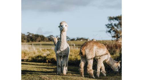 two giraffes standing next to each other in a field at Bush Retreat 1 by Tiny Away in Alberton West