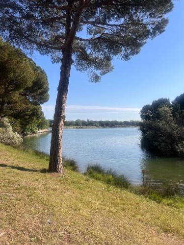 un arbre dans l'herbe à côté d'un lac dans l'établissement Les Appartements De Lina - Appartement East Land - Self Check-In -, à La Grande Motte