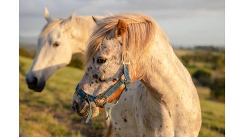two white horses standing next to each other in a field at A Dam Good View by Tiny Away in Dixons Creek