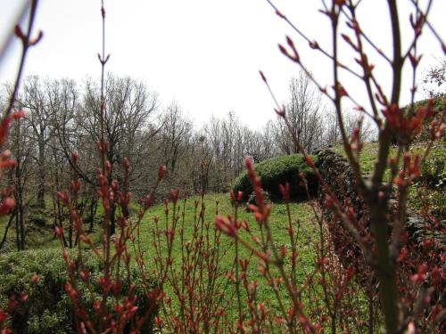 a field with red flowers and trees in the background at Boscoscuro in Ragalna