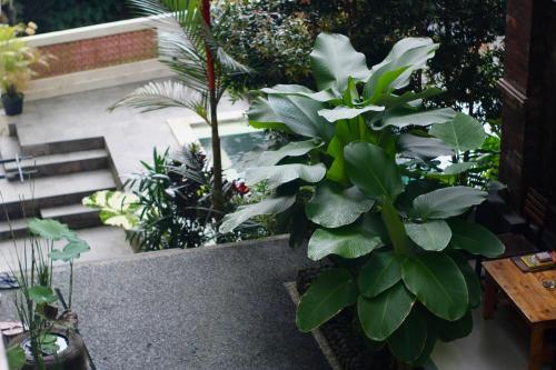 a garden with a bunch of plants and stairs at Hanaka Riverside Ubud in Ubud