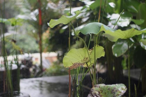 a plant with green leaves in a vase at Hanaka Riverside Ubud in Ubud