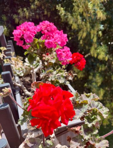 Κήπος έξω από το I Lecci Guesthouse
