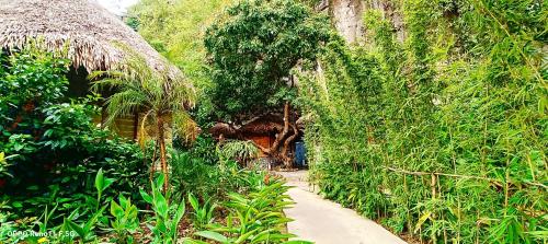 a path through a jungle with a house in the background at Hang Mua Eco Garden in Xuân Sơn