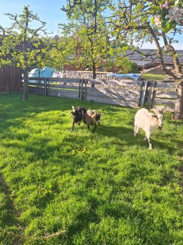 two sheep and a dog running in a field at Ferienwohnung Franz Jägershof 27 in Neukirchen beim Heiligen Blut