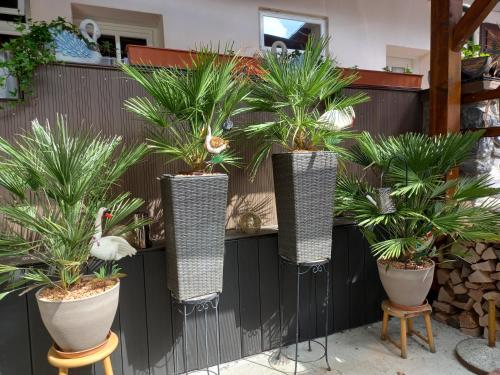 a group of plants in vases on a wall at Gästehaus-Pension Familie Dwars in Spitz