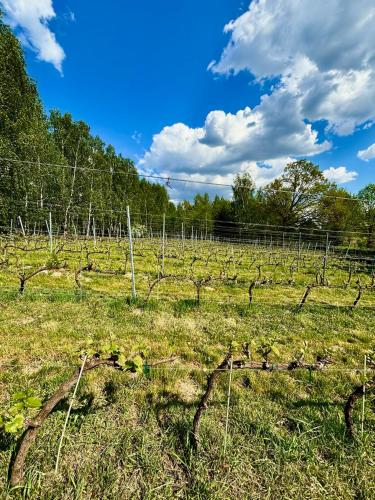 a vineyard with a bunch of vines in a field at Apartamenty i Winnica - Siedlisko Na Polanie in Lipka Wielka