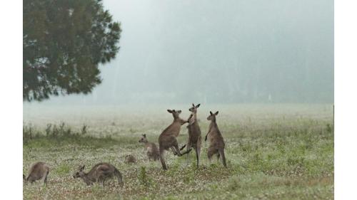 a group of kangaroos standing in a field at Gumnut by Tiny Away in Kangaroo Valley