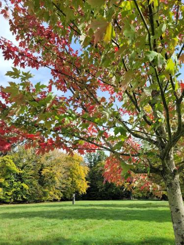 a tree in a park with red and yellow leaves at Les Lavandins Château de Musigny in Musigny