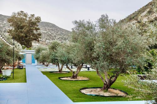 a row of olive trees in a park at Geometry Park in Ayios Theodhoros