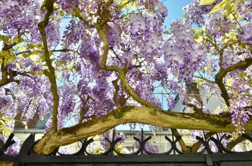 Κήπος έξω από το Wisteria