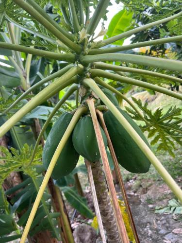 a bunch of green bananas on a banana tree at Finca Hotel Villa el Ocaso Huila in Rivera