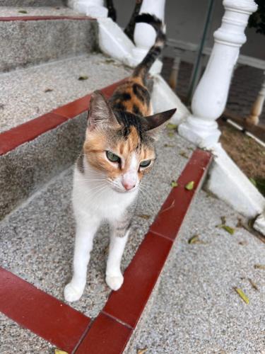 a cat standing on the steps of a house at Finca Hotel Villa el Ocaso Huila in Rivera