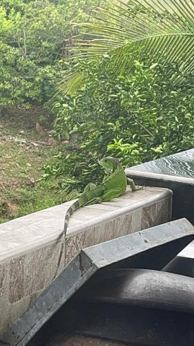 a green lizard sitting on a concrete ledge at Finca Hotel Villa el Ocaso Huila in Rivera