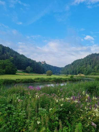 a field of flowers next to a river at Waldpension Rabeneck in Waischenfeld