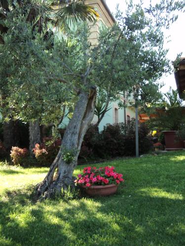 a tree in the grass with a pot of flowers at Agriturismo Villa Vetiche in Rocca San Giovanni