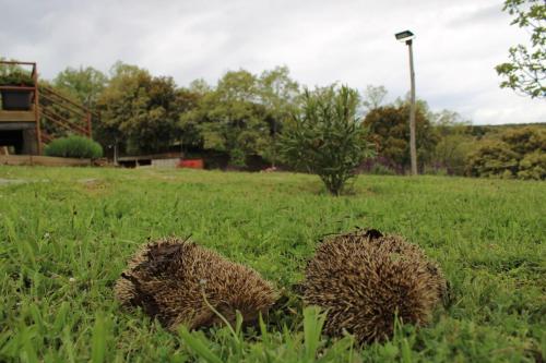 two acorns in the grass in a field at Quinta Da Devesa B1 in Vinhais