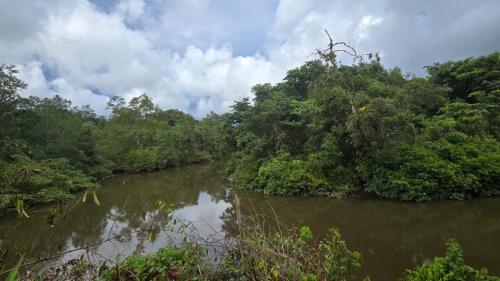 a river in the middle of a forest at Manglenato in El Valle