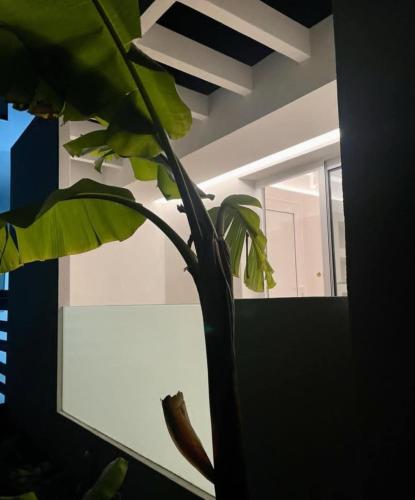 a green plant in a room with a window at White House Luxury Apartment of Rhodes in Kremasti