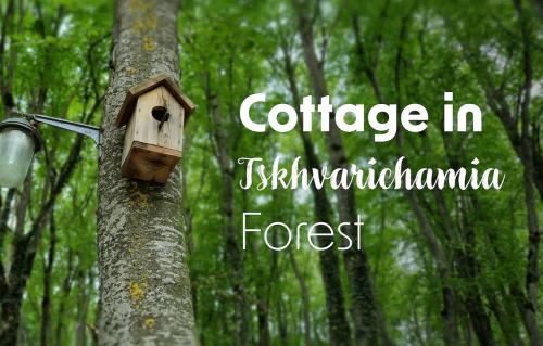 a birdhouse on a tree in a forest at Cottage in Tskhvarichamia forest in Mtskheta