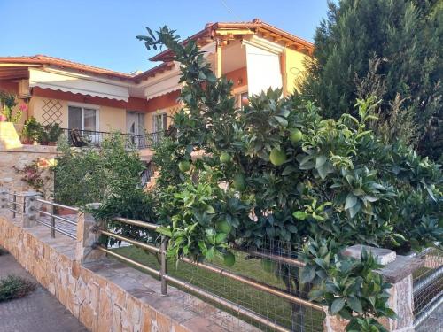 Κήπος έξω από το Vasiliki's house