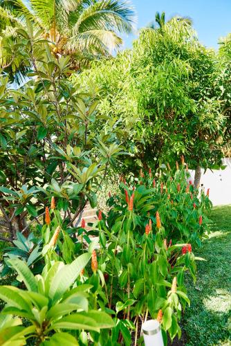 a garden with green plants and red flowers at La Villa Paille en Queue in Saint-Gilles les Bains