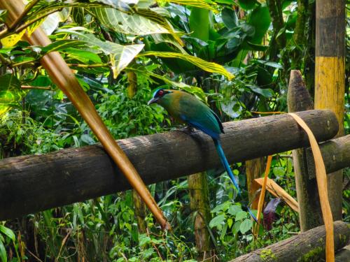 a blue and green bird perched on a fence at Apartamento nuevo en primer piso in Jardin
