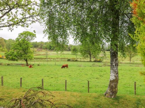 a group of cows grazing in a field with a tree at The Four Oaks Chalet in Fassfern