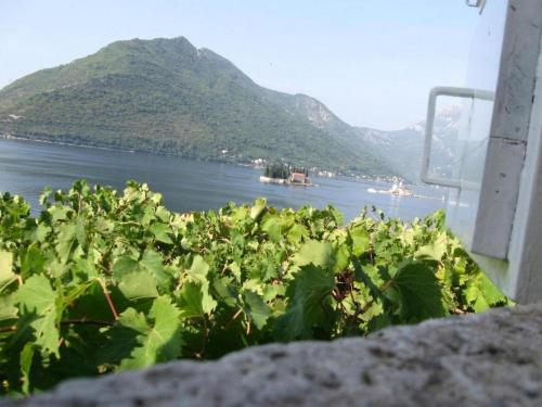 a bunch of green plants next to a body of water at Painter's House Historic Stone Villa with Sea View in Perast