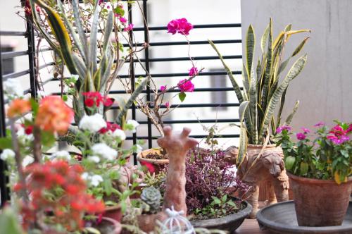 a group of potted plants on a table at Shardas Homestay in Ajmer