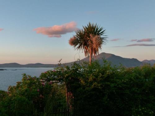 a palm tree sitting on top of a hill next to the water at Dolphinwatch House Comfortable holiday residence in Renvyle
