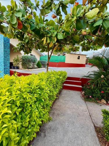 a building with a tree in front of a sidewalk at Lomeli’s Home, 5 minutos del Tunco in La Libertad